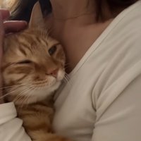 抱っこされて撫でられる猫