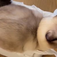 必死な猫