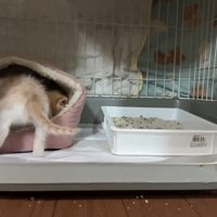 後姿の猫
