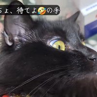 ニュースを見ている猫の顔