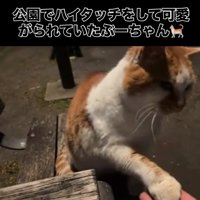 お手をする猫