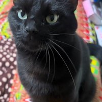 お座りする黒猫