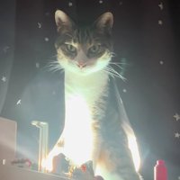 カーテンから出てくる猫