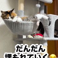 三毛猫とボウル型ベッドの中に頭が隠れたキジトラ白の子猫