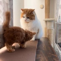 子猫に向かって鳴いている猫