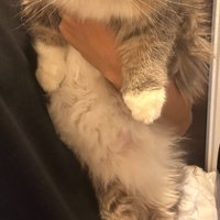 抱っこされている猫の足