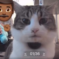 カメラを見つめる猫
