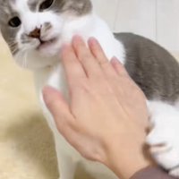 嫌そうな顔で飼い主の手に前足を乗せているサバ白