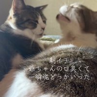 寄り添う2匹の猫