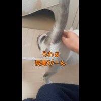 尻尾ぴーん