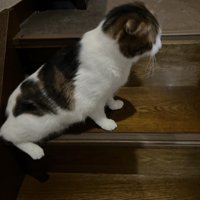 座る猫