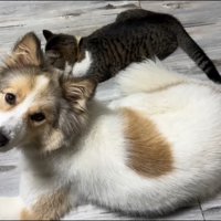 タナちゃんとりんちゃん