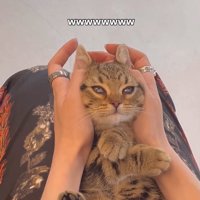 目の半分が瞬膜で覆われている子猫（顔正面）