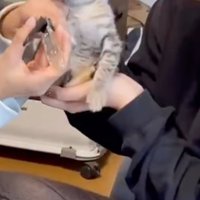 猫の爪切り