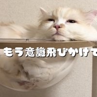 キャットタワーでくつろぐ猫の写真1