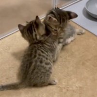 抱き合う2匹の子猫