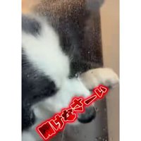 浴室前の犬