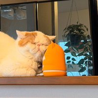 見守りカメラに顔をくっつける猫