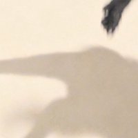 床に映る子猫の影