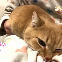 ゴロゴロ