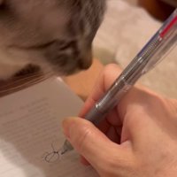 飼い主が持っているペンを見つめる猫