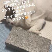 コンクリートを見る猫