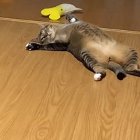 目を開ける猫