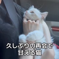 抱っこされて飼い主の顔を見つめる子猫