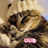 手作りニット帽をかぶってママの膝の上でくつろぐキジトラ猫