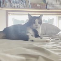 横向きに寝ながら上体を起こした猫