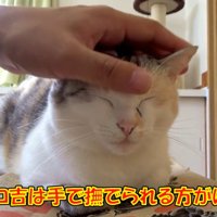 人の手で頭をなでられ目を瞑る三毛猫
