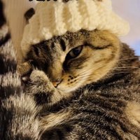 手作りニット帽をかぶってママの膝の上でくつろぐキジトラ猫