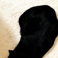 黒猫の艶やかな毛並み