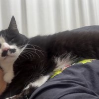 くろまめちゃんアップの画像