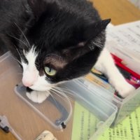 文房具入れから顔を離して遠くを見つめる猫
