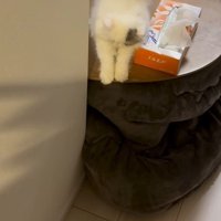 テーブルの上で伸びをする子猫