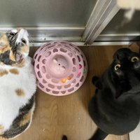 上目遣いの三毛猫と黒猫