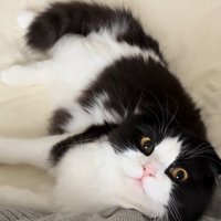ベッドで寝転がる猫