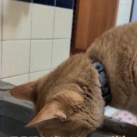 湯船に顔を近づけてお湯を舐める猫