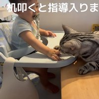 赤ちゃんと猫の写真7