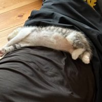 仰向けで眠る子猫2