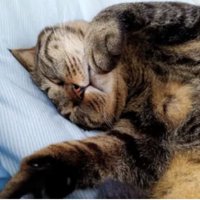 眠る猫