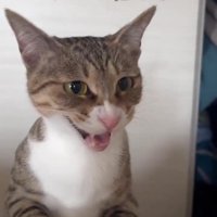 鳴いている猫の顔