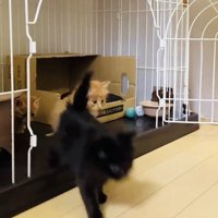 ケージの中の2匹の茶トラ子猫とケージから飛び出る黒子猫