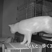 ケージから出てくる猫