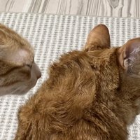 ボサボサになった茶トラ猫の頭