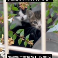 カメラの方向を見る3匹の子猫たち