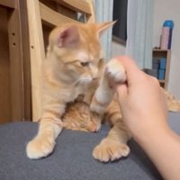 椅子の上の猫