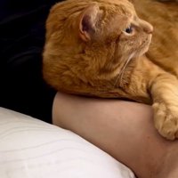 布団を捲られてふり返る猫