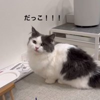 抱っこを要求